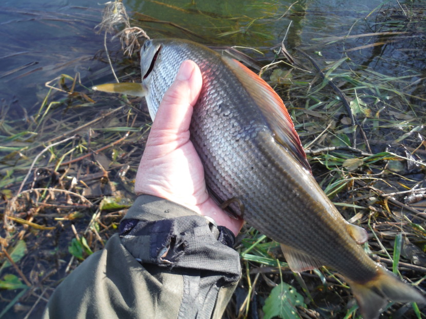 Lugg grayling in autumn